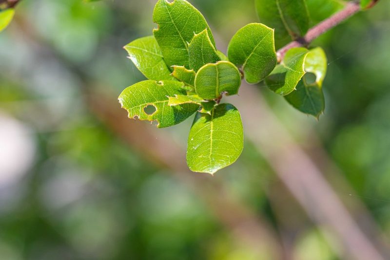 Quercus agrifolia, photographed by Jeremiah Degenhardt