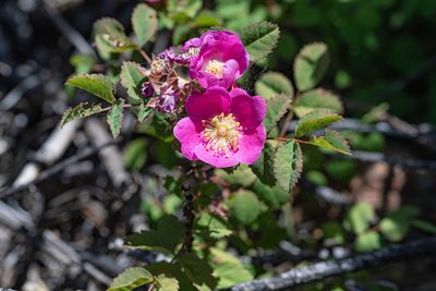 Rosa spithamea