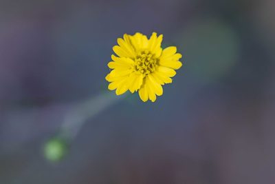 Anisocarpus madioides