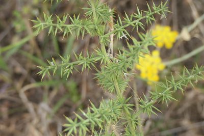 Asparagus acutifolius, photographed by Rafael Medina