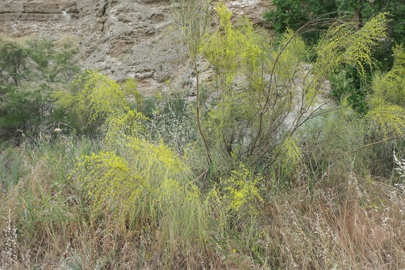 Retama sphaerocarpa, photographed by Rafael Medina
