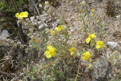 Helianthemum hirtum, photographed by Rafael Medina