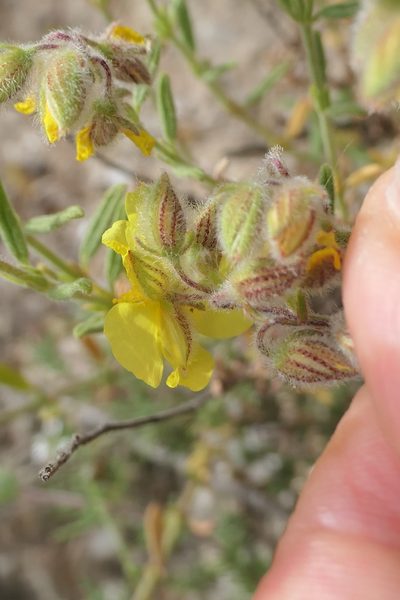 Helianthemum hirtum, photographed by Rafael Medina