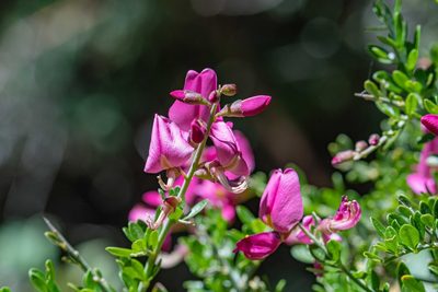 Pickeringia montana, photographed by Jeremiah Degenhardt