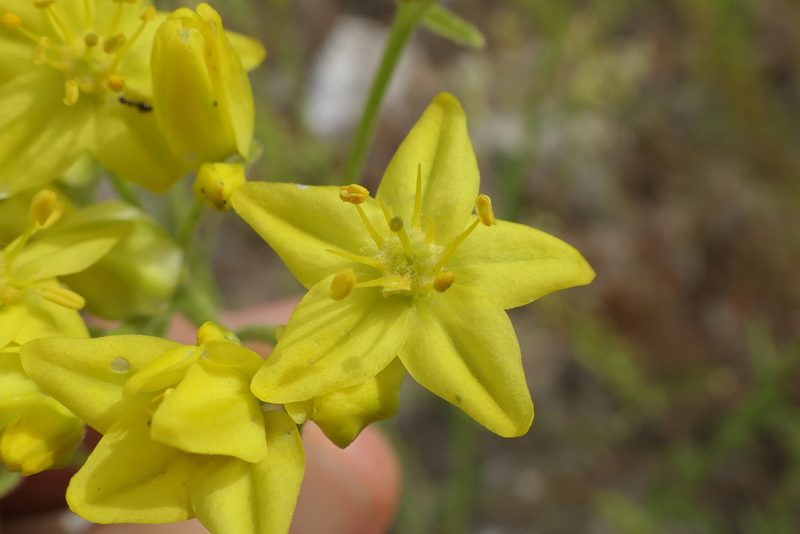 Haplophyllum linifolium, photographed by Rafael Medina