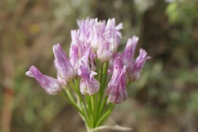 Allium roseum, photographed by Rafael Medina