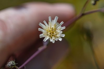 Hieracium albiflorum, photographed by Jeremiah Degenhardt