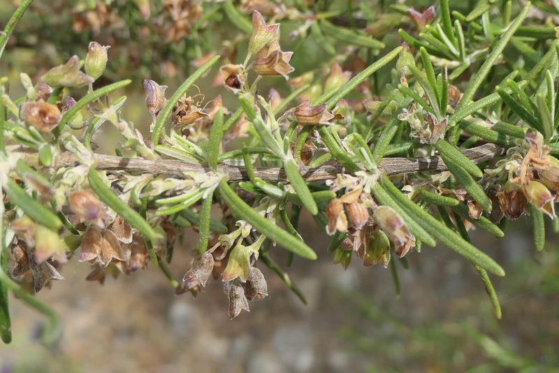 Salvia rosmarinus, photographed by Rafael Medina