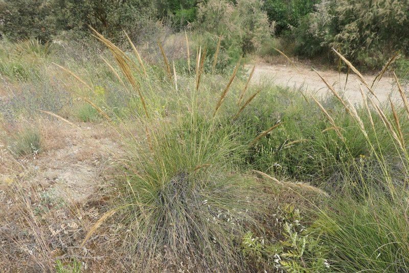 Macrochloa tenacissima, photographed by Rafael Medina
