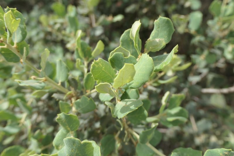 Quercus rotundifolia, photographed by Rafael Medina