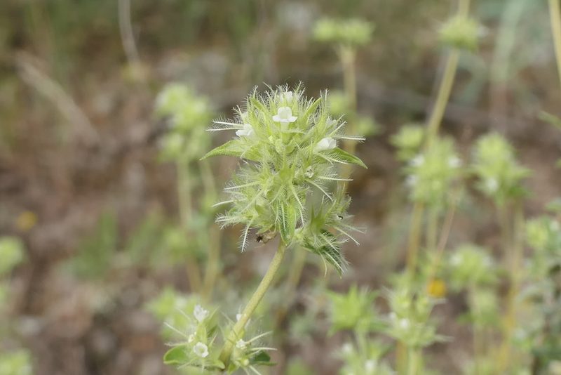 Thymus mastichina, photographed by Rafael Medina