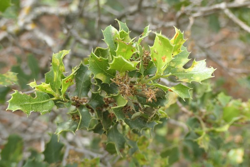 Quercus coccifera, photographed by Rafael Medina