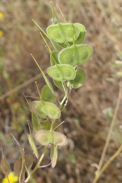 Biscutella auriculata, photographed by Rafael Medina