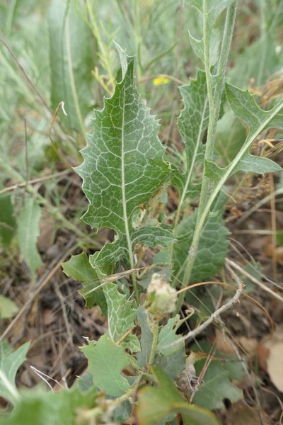 Klasea pinnatifida, photographed by Rafael Medina