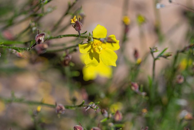 Crocanthemum scoparium, photographed by Jeremiah Degenhardt