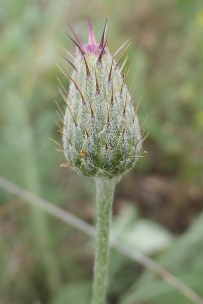 Klasea pinnatifida, photographed by Rafael Medina