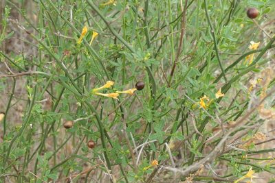 Chrysojasminum fruticans, photographed by Rafael Medina