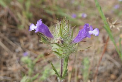 Cleonia lusitanica, photographed by Rafael Medina