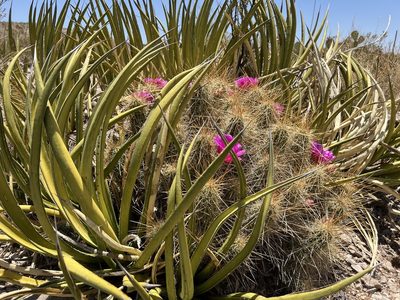 Echinocereus stramineus, photographed by alymharmon