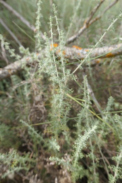 Artemisia herba-alba, photographed by Rafael Medina