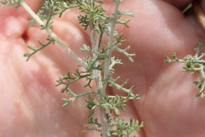 Artemisia herba-alba, photographed by Rafael Medina