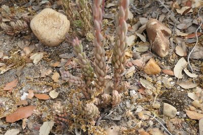 Petrosedum sediforme, photographed by Rafael Medina
