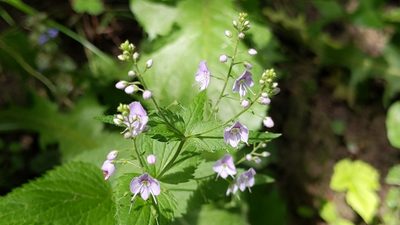 Veronica urticifolia, photographed by Philipp