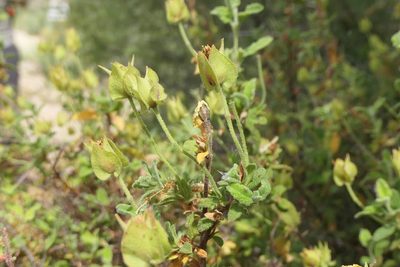 Cistus salviifolius, photographed by Rafael Medina