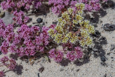 Chorizanthe diffusa, photographed by Jeremiah Degenhardt
