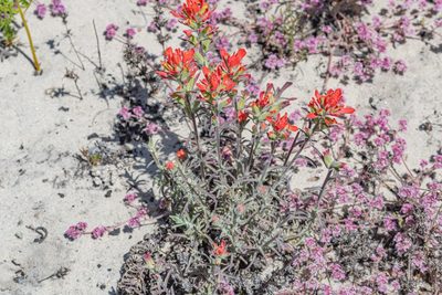 Castilleja foliolosa