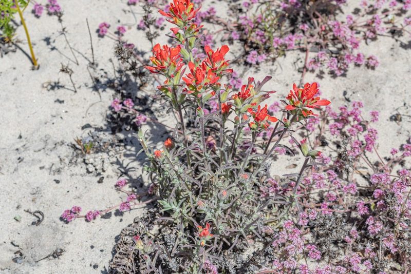 Castilleja foliolosa, photographed by Jeremiah Degenhardt