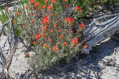 Castilleja foliolosa, photographed by Jeremiah Degenhardt