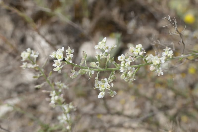 Lepidium subulatum, photographed by Rafael Medina