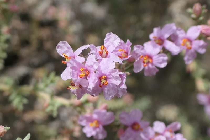 Frankenia thymifolia, photographed by Rafael Medina