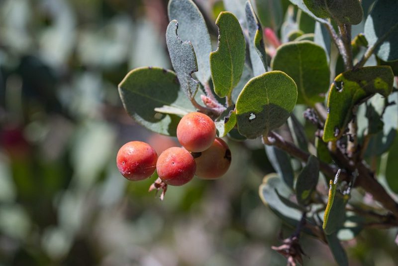 Arctostaphylos silvicola, photographed by Jeremiah Degenhardt
