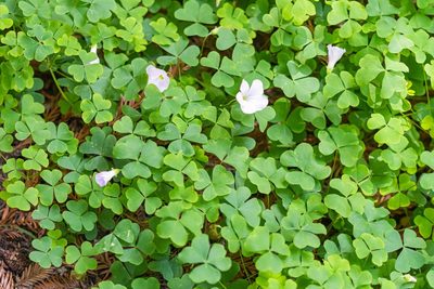 Oxalis incarnata