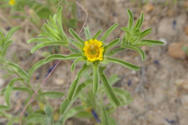 Asteriscus aquaticus, photographed by Rafael Medina