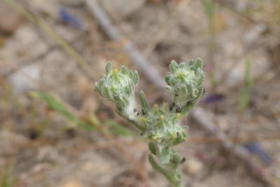 Filago pyramidata, photographed by Rafael Medina