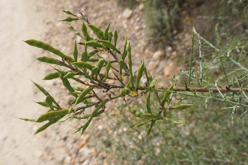 Genista scorpius, photographed by Rafael Medina