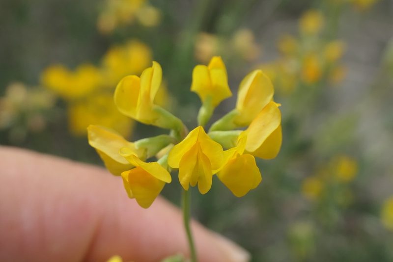 Coronilla minima, photographed by Rafael Medina