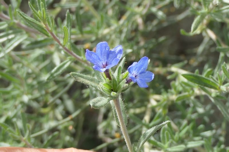 Lithodora fruticosa, photographed by Rafael Medina
