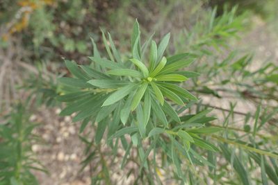 Daphne gnidium, photographed by Rafael Medina