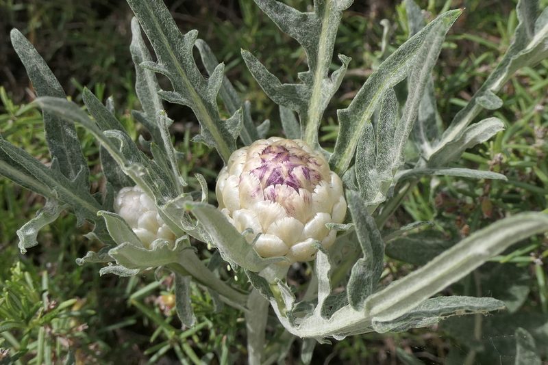 Leuzea conifera, photographed by Rafael Medina