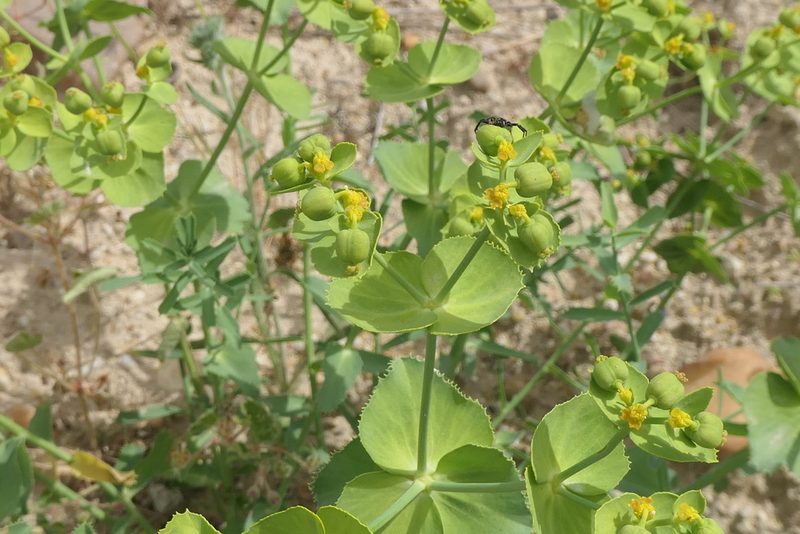 Euphorbia serrata, photographed by Rafael Medina