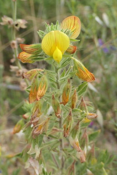 Ononis viscosa, photographed by Rafael Medina