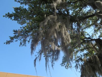 Tillandsia usneoides, photographed by Nonbinary-Naturalist