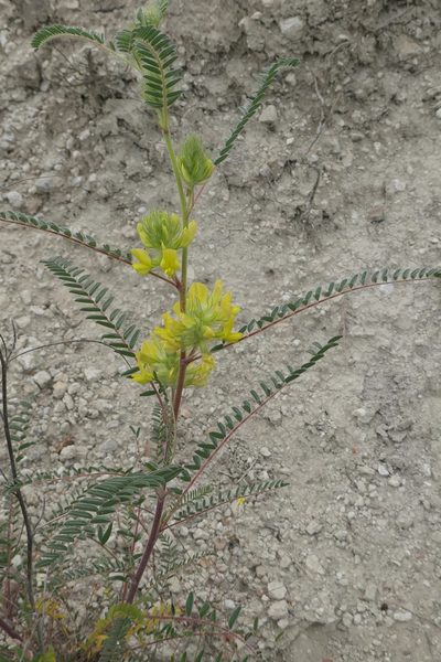 Astragalus alopecuroides, photographed by Rafael Medina