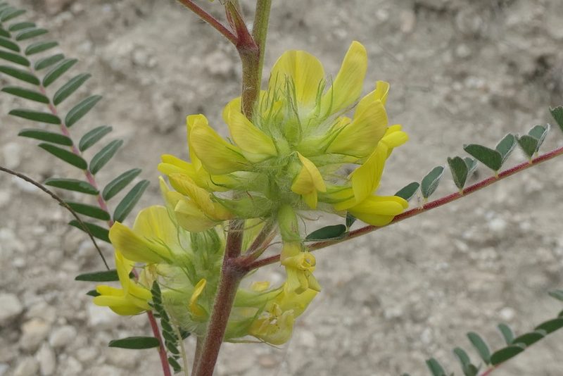 Astragalus alopecuroides, photographed by Rafael Medina