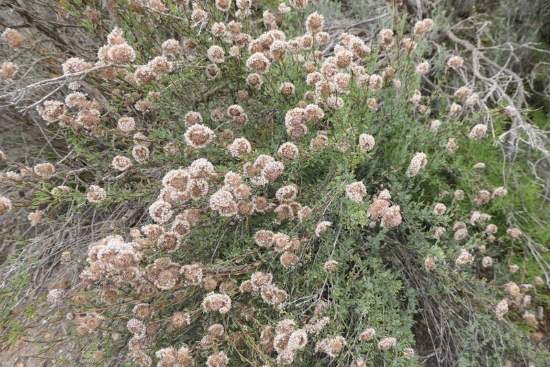 Globularia alypum, photographed by Rafael Medina