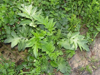 Cirsium oleraceum, photographed by snaily_naily